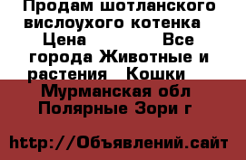 Продам шотланского вислоухого котенка › Цена ­ 10 000 - Все города Животные и растения » Кошки   . Мурманская обл.,Полярные Зори г.